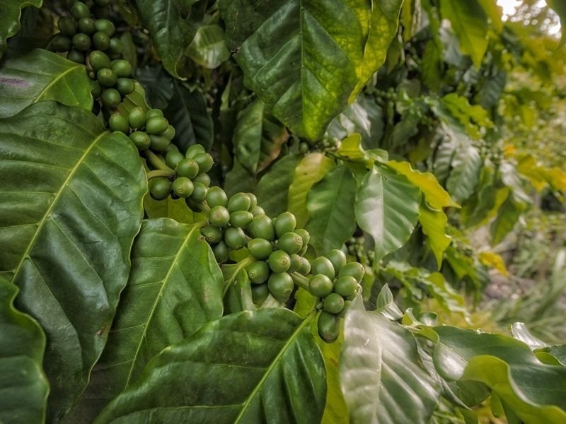 12 Peppercorn Street, Sunnybank Hills QLD 4109