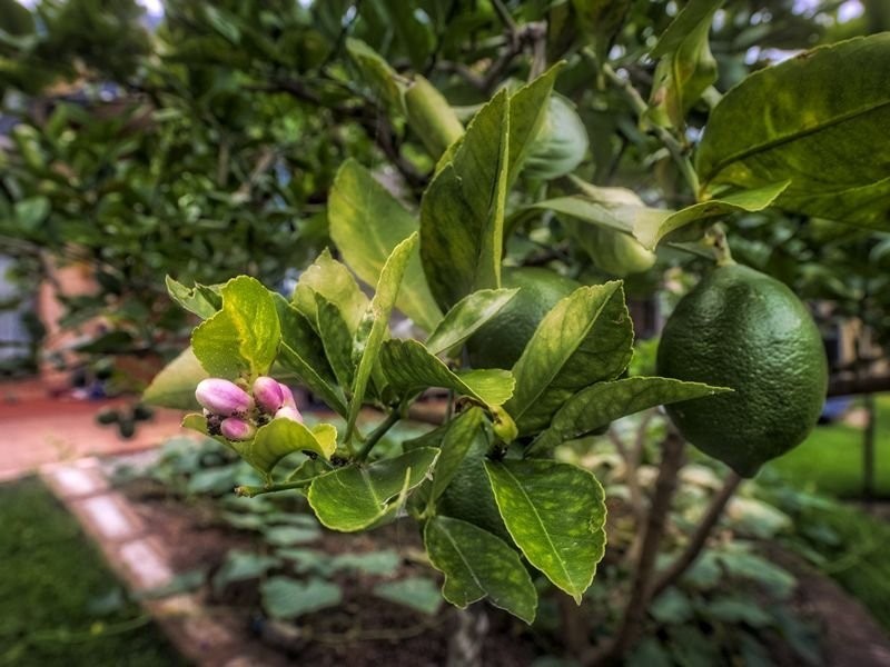 12 Peppercorn Street, Sunnybank Hills QLD 4109