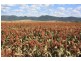 Lot 51-74,9-36 Bruxner Highway, Tenterfield NSW 2372