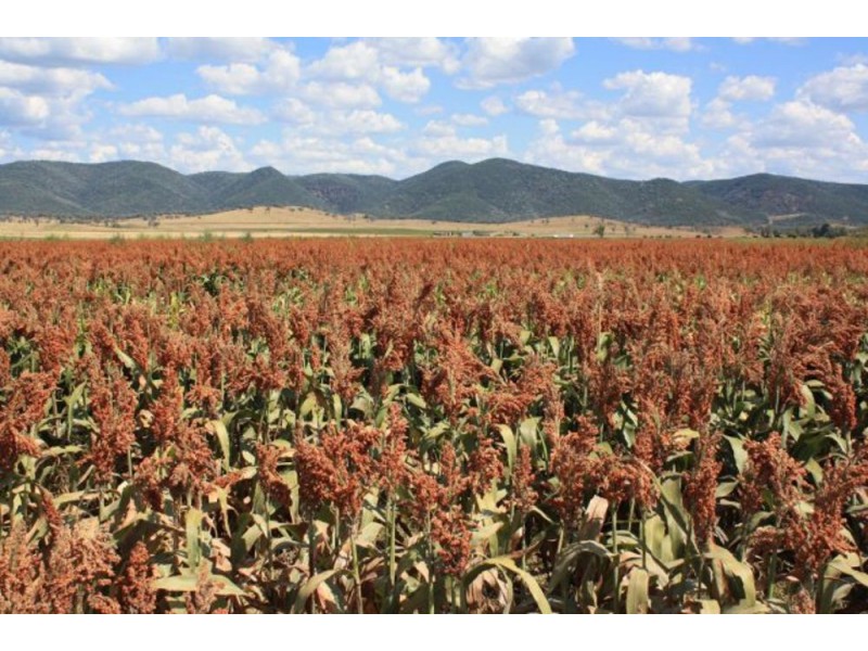 Lot 51-74,9-36 Bruxner Highway, Tenterfield NSW 2372