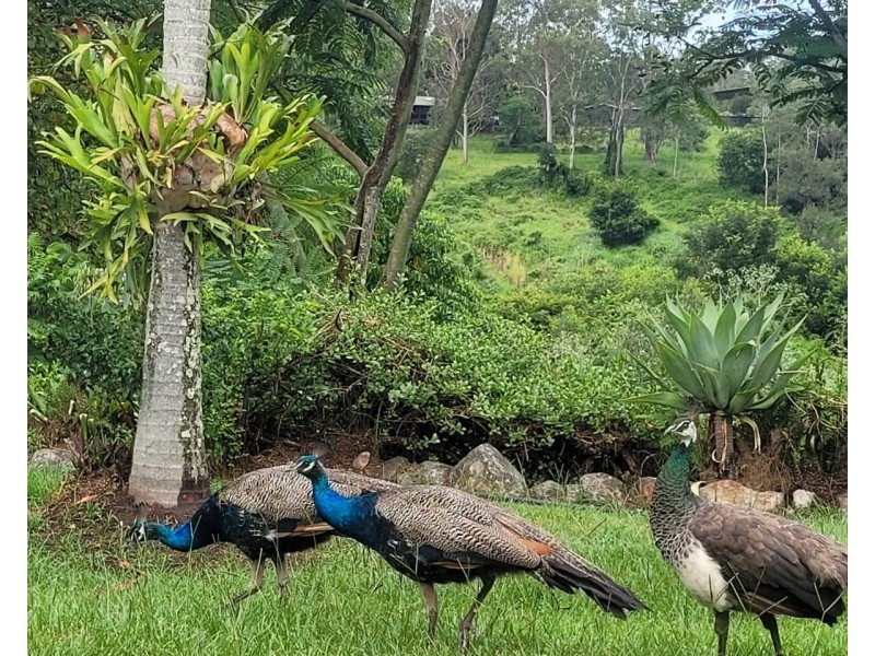 34 Islandview St, Barellan Point QLD 4306