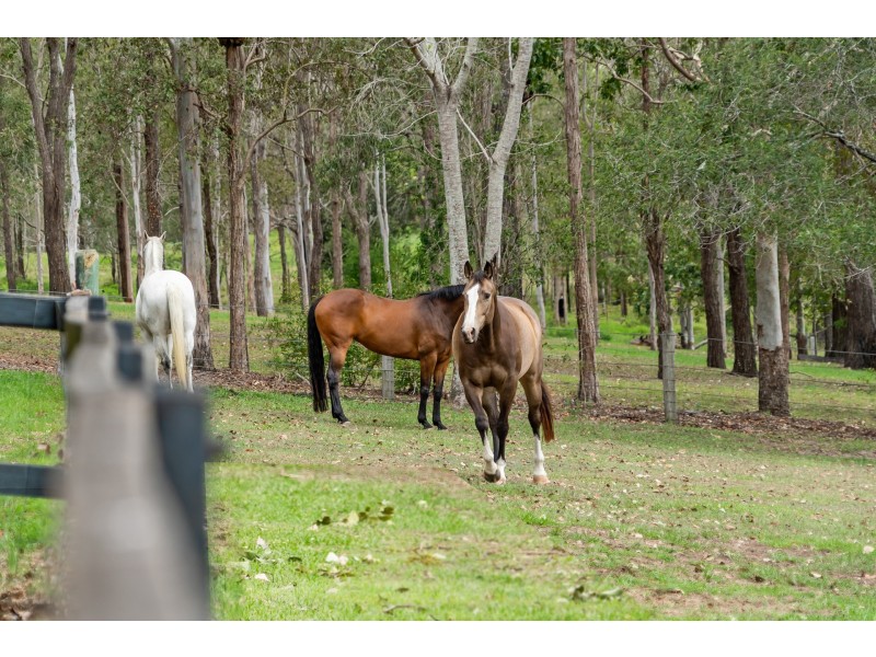 10 Arnan Court, Samford Valley QLD 4520