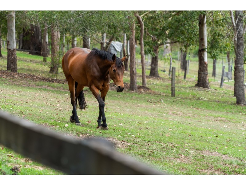10 Arnan Court, Samford Valley QLD 4520
