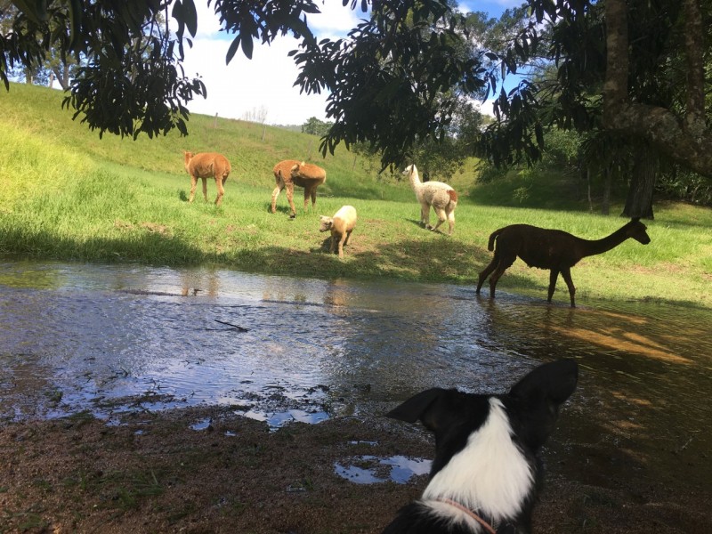 18 Kim Kerin Place, Wights Mountain QLD 4520