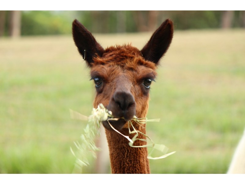 18 Kim Kerin Place, Wights Mountain QLD 4520