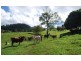 13 Pigeonberry Road, Nobbys Creek NSW 2484