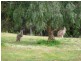 2 Settlers Lane, Tickera SA 5555