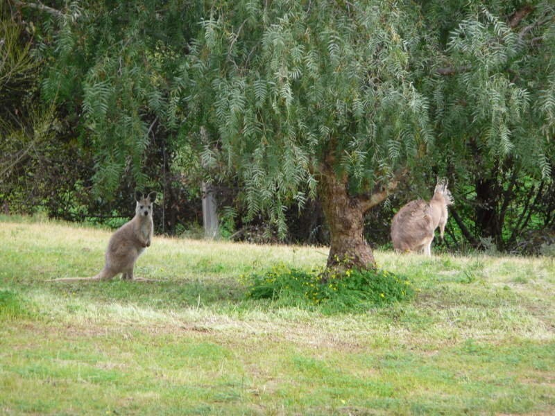 2 Settlers Lane, Tickera SA 5555