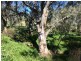 Section 469 Survey Road, Melrose SA 5483