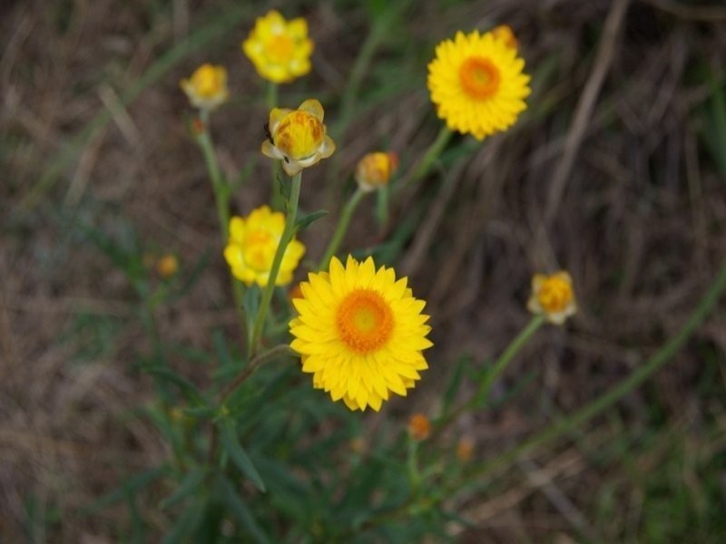 Lot 101 Crumpton Drive, Blackbutt QLD 4306