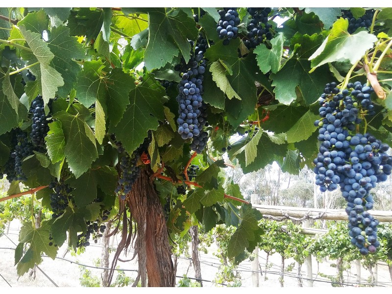 280 Maldon-Shelbourne Road, Maldon VIC 3463