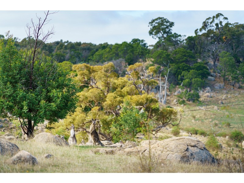 296 Ford Road, Harcourt North VIC 3453