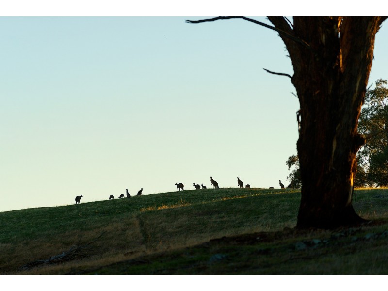 1/223 Nuggetty Road, Maldon VIC 3463