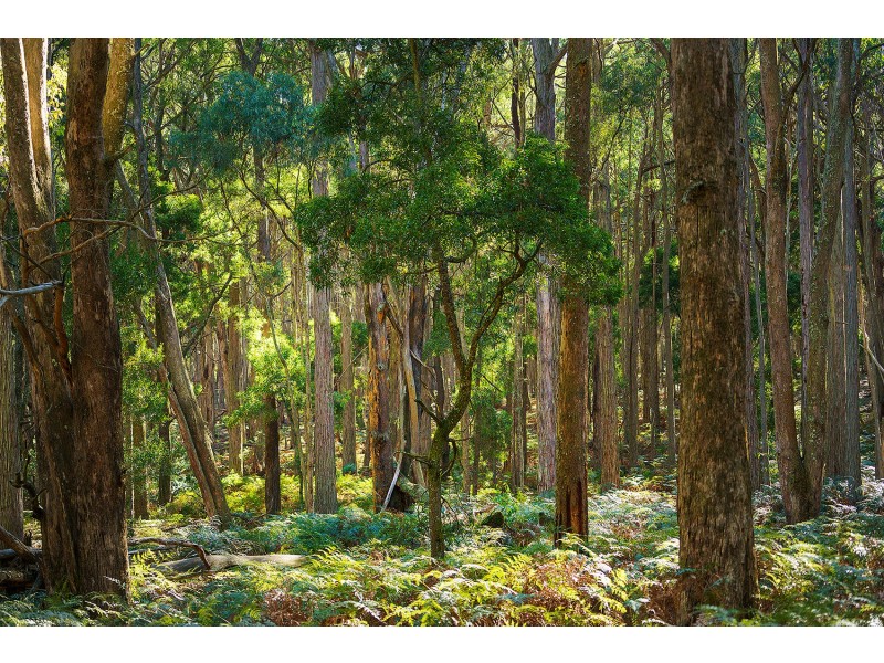 CA 2C, 360 Long Swamp Road, Mollongghip VIC 3352