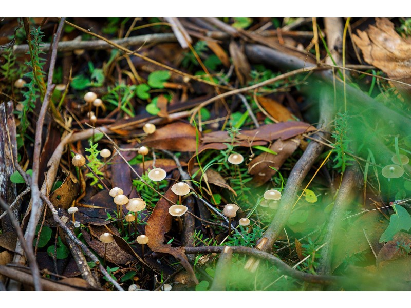 CA 2C, 360 Long Swamp Road, Mollongghip VIC 3352