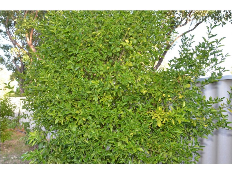 8D CASSERLEY Avenue, Girrawheen WA 6064