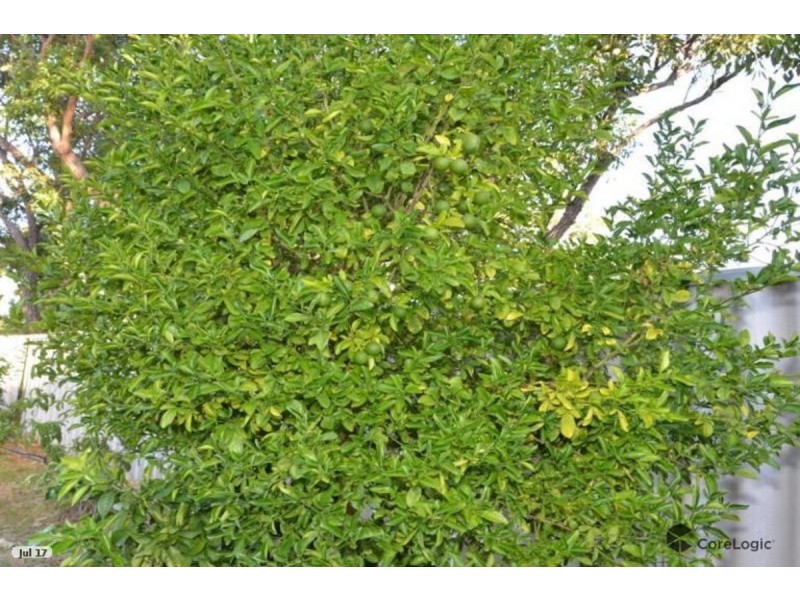 8D CASSERLEY Avenue, Girrawheen WA 6064