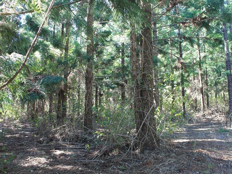 575/Lot 575 Kooralgin-Gilla Road, Gilla QLD 4306
