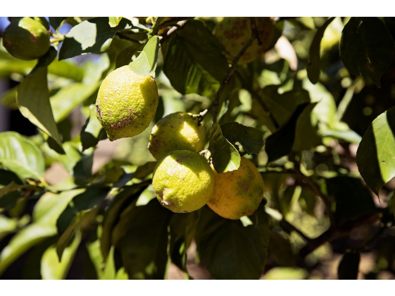 130 GILLILAND CRES, Blackbutt QLD 4306