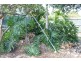 60 Coulson Street, Blackbutt QLD 4306