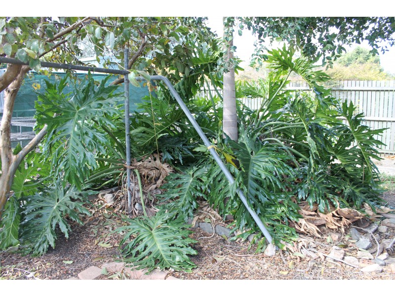 60 Coulson Street, Blackbutt QLD 4306