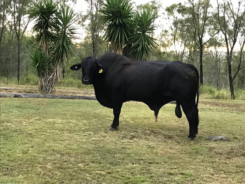 348 Dyer Road, Googa Creek QLD, Australia 4314, Googa Creek QLD 4306