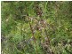 21 Palms Road, Cooyar QLD 4402