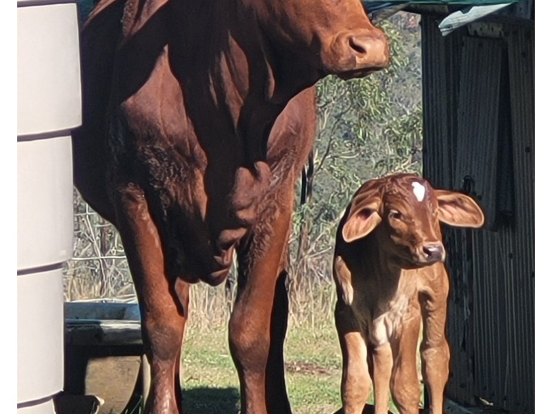 62 Wild Deer Drive, Blackbutt QLD 4306