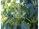 Blackbutt QLD 4306