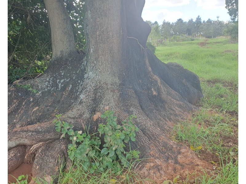 2  Bowman Road, Blackbutt QLD 4306