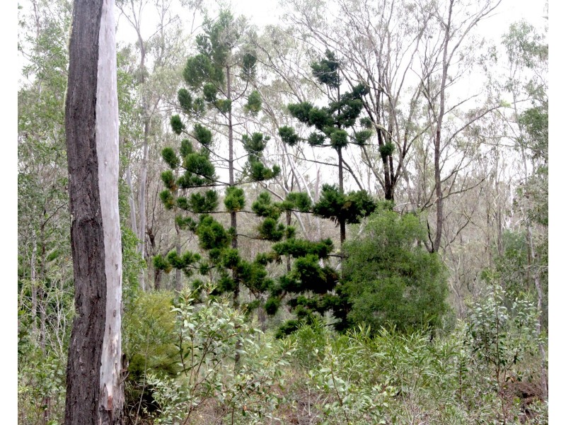 80 Pamela Drive, Blackbutt QLD 4306