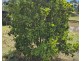 1245 Old Esk Road, Taromeo QLD 4306