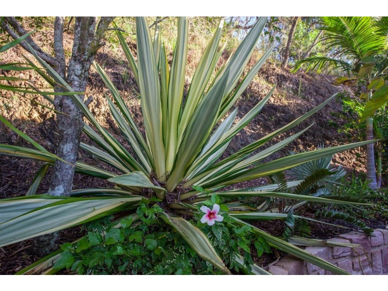 24 Goldvilla Drive, Elanora QLD 4221