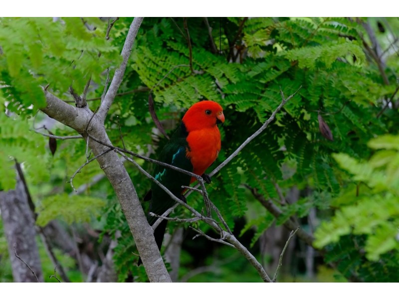 4137/380 Ross Street  ‘Royal Pines Resort’, Benowa QLD 4217