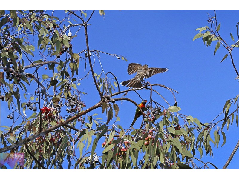 2//247 Dunns Road, Mornington VIC 3931