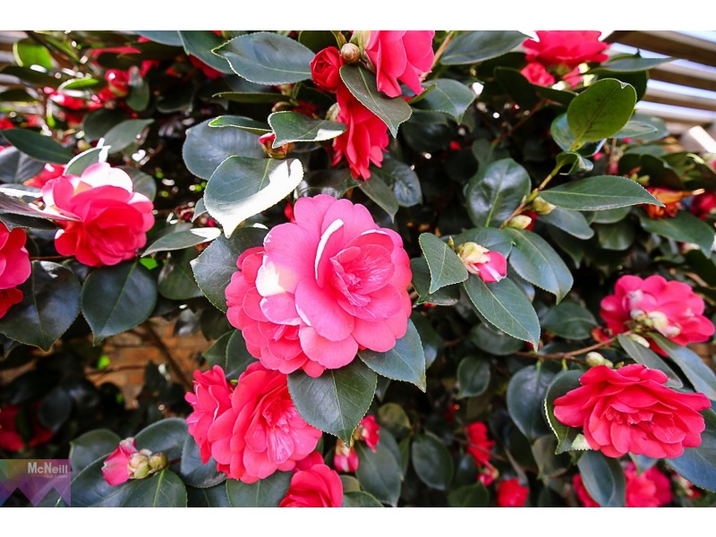 186 Mt Eliza Way, Mount Eliza VIC 3930