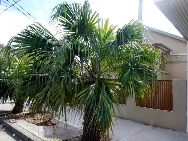 2/138 Coogee Bay Road, Coogee NSW 2034