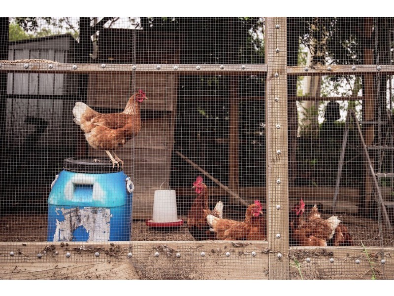 44 Irwin Terrace, Oxley QLD 4075