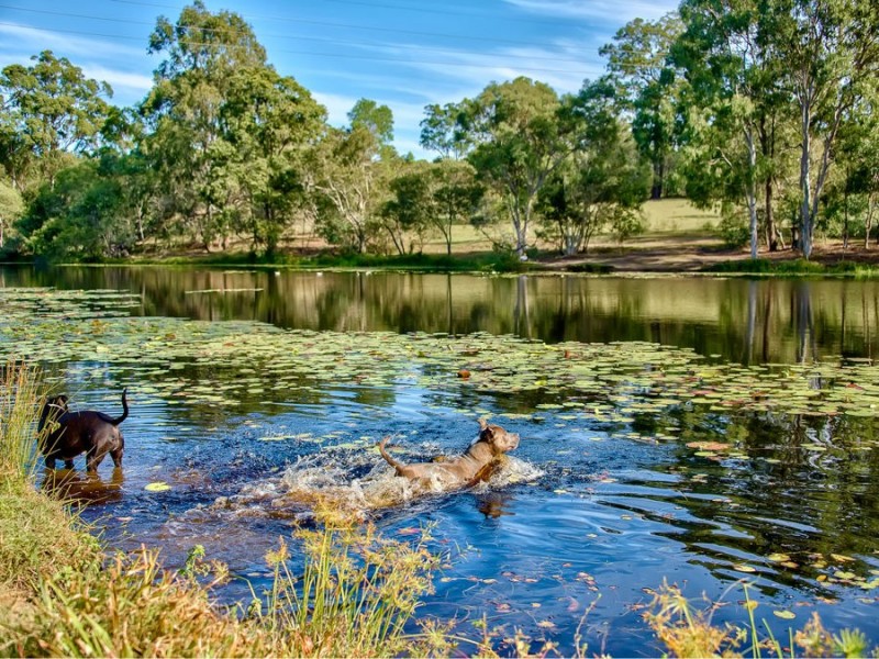 106 Leacroft Rd, Burbank QLD 4156