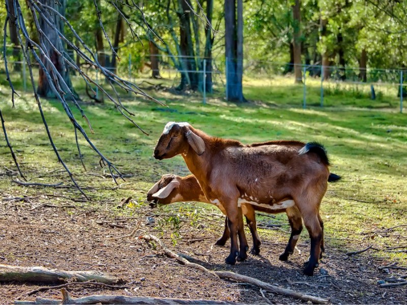 106 Leacroft Rd, Burbank QLD 4156