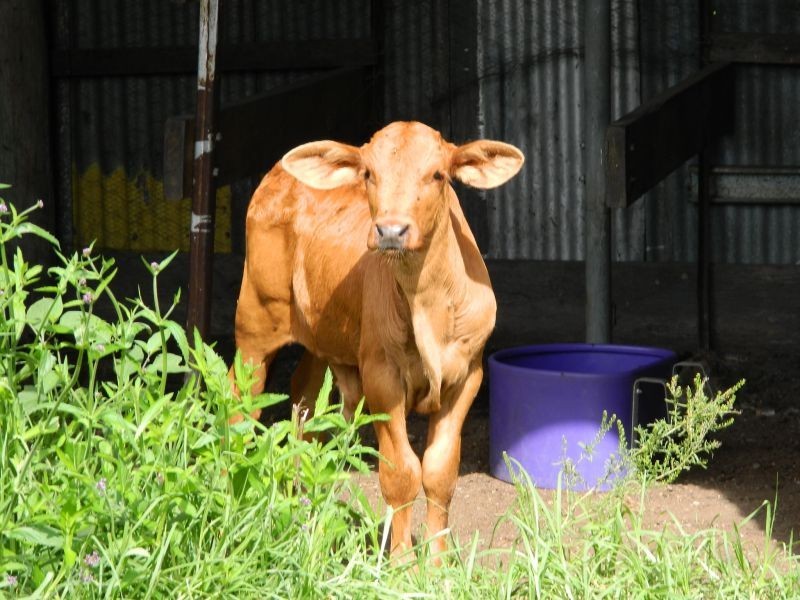 8 Pinnell Road, Crows Nest QLD 4355