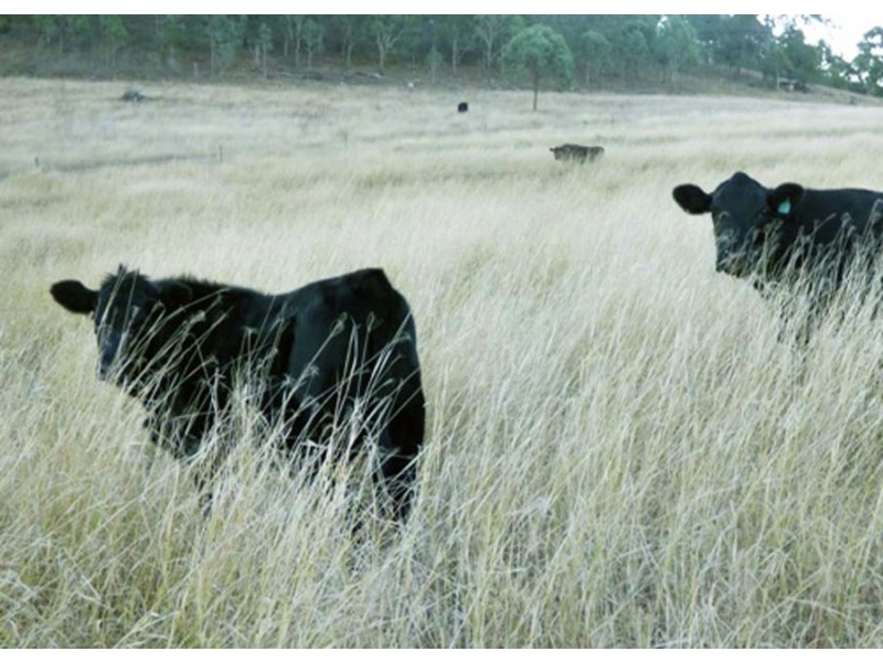 442 O’Connor Road, Crows Nest QLD 4355