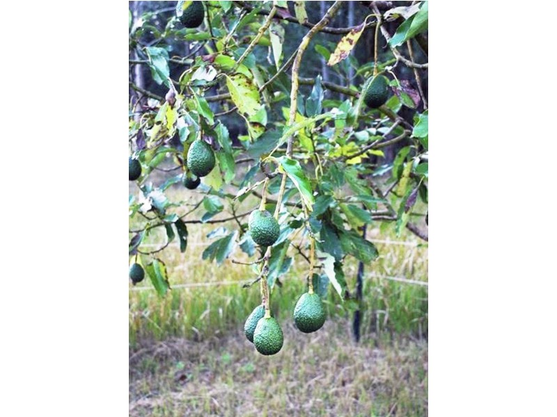 00 Anduramba Range road, Crows Nest QLD 4355