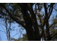 100 Fitch Road, Crows Nest QLD 4355