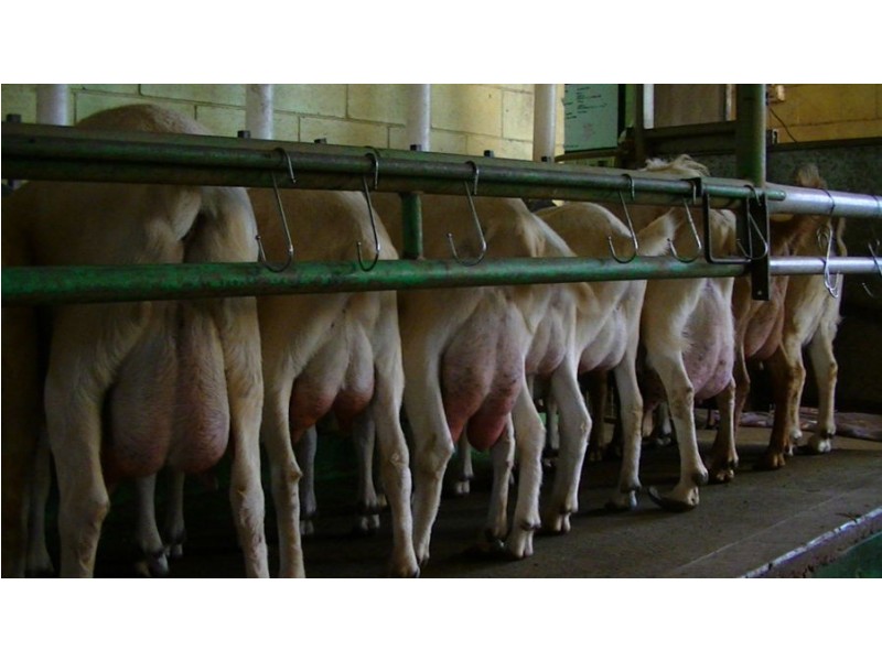 964 Bunya Mountains Maclagan Road, Maclagan QLD 4352