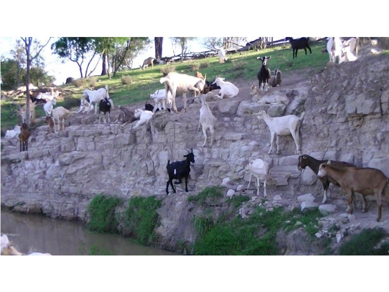 964 Bunya Mountains Maclagan Road, Maclagan QLD 4352