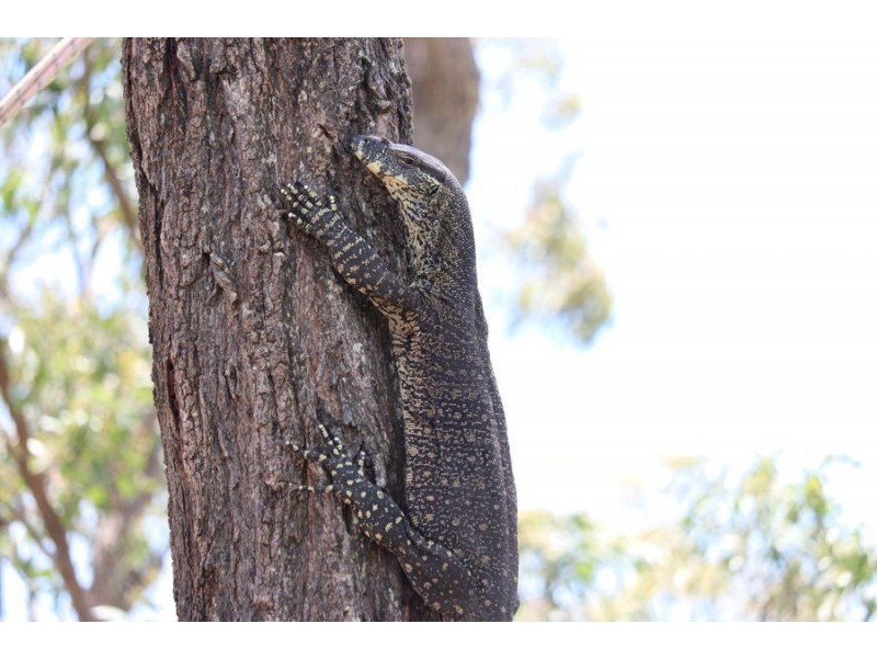 Lot 39 Sebastapool Road, Crows Nest QLD 4355
