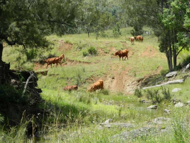 53 Fitch Rd, Crows Nest QLD 4355