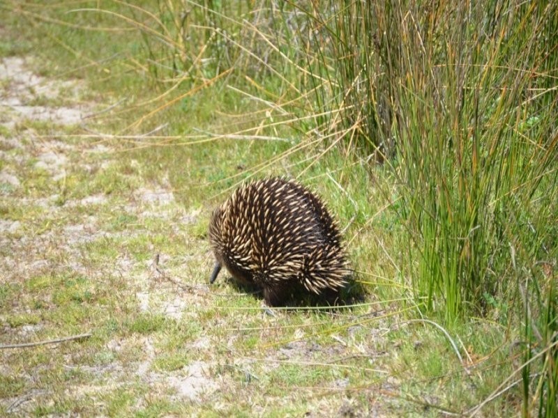 70 The Esplanade Narrawong, Portland VIC 3305