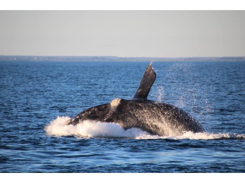 17 Beach Road, Portland VIC 3305